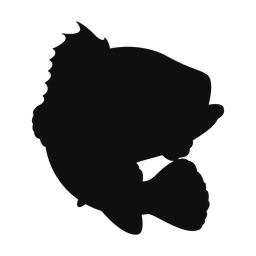Grouper - Both | Classic | Silhouette | v5