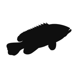 Grouper - Both | Classic | Silhouette | v3