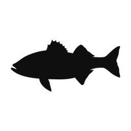 Striped Bass - Both | Classic | Silhouette | v2